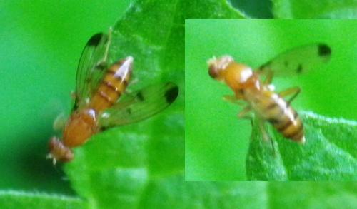 Geomyza sp.